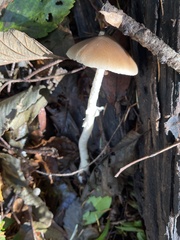 Psathyrella longistriata