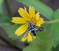 Thyreus himalayensis