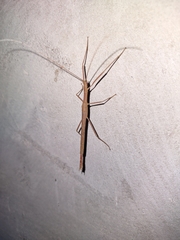 Metriophasma pericles