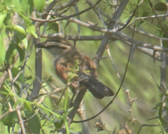 Tchagra australis