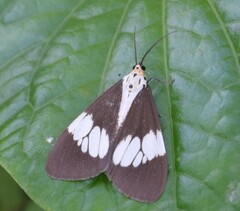 Nyctemera lacticinia