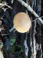 Psathyrella longistriata