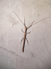 Metriophasma pericles