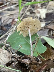 Collybiopsis biformis