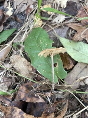 Collybiopsis biformis