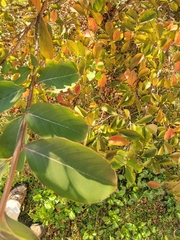 Ligustrum quihoui