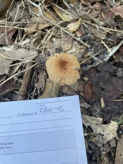 Collybiopsis biformis