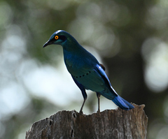 Lamprotornis chalybaeus