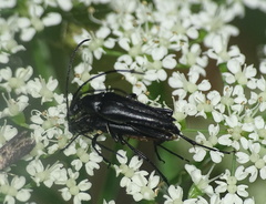 Stenurella nigra