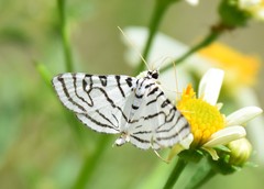Conchylodes concinnalis