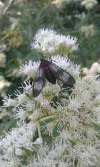 Phoeniostacta haematabasis