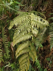 Macrothelypteris torresiana