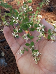 Sericocarpus tortifolius