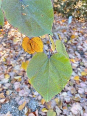 Cercis canadensis