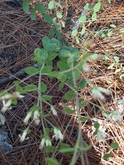 Sericocarpus tortifolius