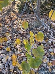 Cercis canadensis