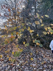 Cercis canadensis