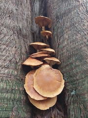 Gymnopilus penetrans