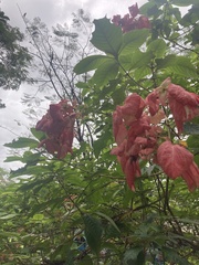 Mussaenda erythrophylla