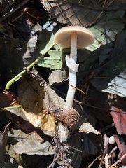 Psathyrella longistriata