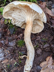 Tricholoma album