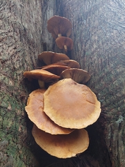 Gymnopilus penetrans