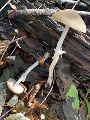 Psathyrella longistriata