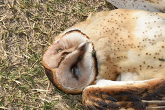 Tyto alba tuidara