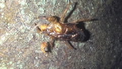 Amphipsalta