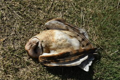 Tyto alba tuidara