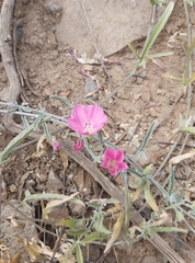 Convolvulus chilensis