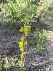 Crotalaria mitchellii