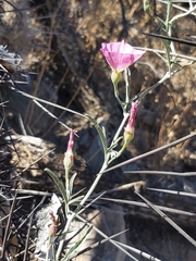 Convolvulus chilensis