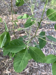 Crotalaria mitchellii