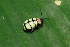 Alagoasa scissa