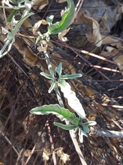 Convolvulus chilensis