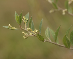 Baccharis macrantha