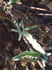 Convolvulus chilensis