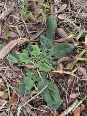 Salvia lyrata