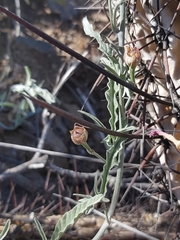 Convolvulus chilensis