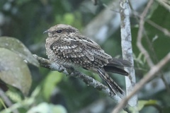 Hydropsalis climacocerca
