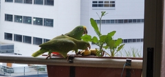 Amazona ochrocephala