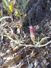 Convolvulus chilensis