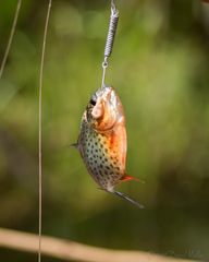 Pygocentrus nattereri