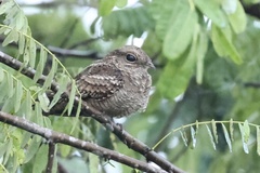 Hydropsalis climacocerca