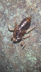 Amphipsalta