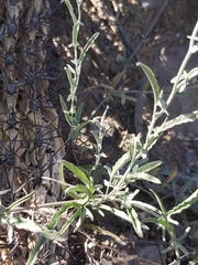 Convolvulus chilensis