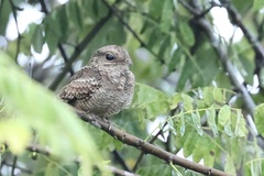 Hydropsalis climacocerca