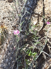 Convolvulus chilensis