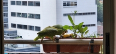 Amazona ochrocephala